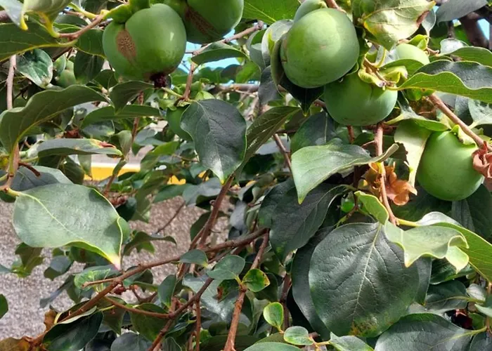 Strelitzia Βίλα *