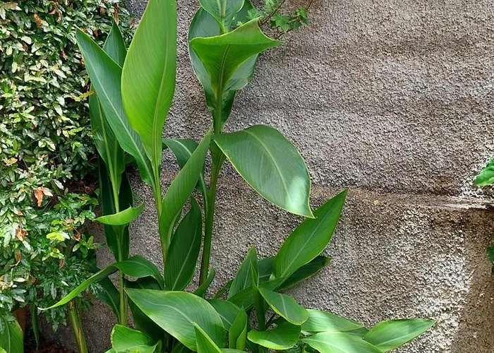 Strelitzia Βίλα Φουνκάλ