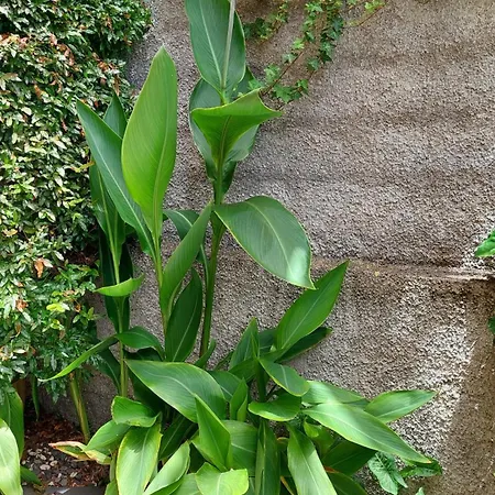Strelitzia ヴィラ フンシャル