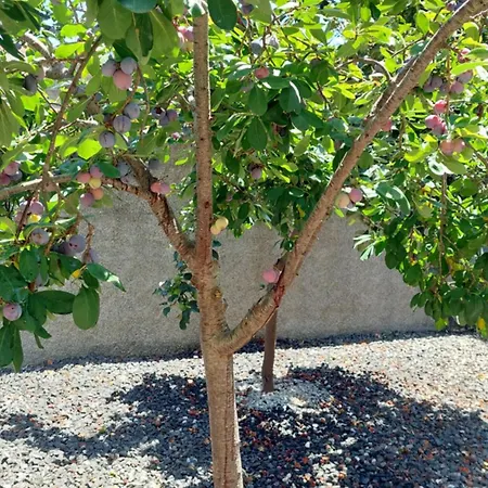 Villa Strelitzia Funchal