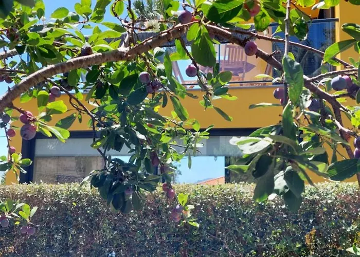 Strelitzia Funchal (Madeira)