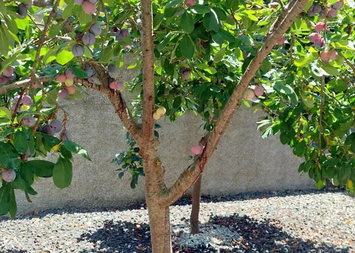 Villa Strelitzia Funchal (Madeira)