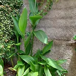Strelitzia Willa Funchal (Madeira)